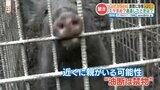 イノシシが家に上がり込んでいた!!飼い犬もびっくり! | 熊本のニュース|RKK NEWS|RKK熊本放送