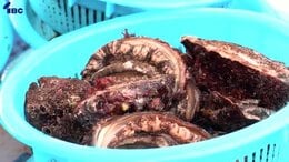 「鮭・あわびまつり」が開かれ来場者でにぎわう　抽選で「あわびとり体験」も　岩手・宮古市|TBS NEWS DIG