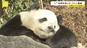 お別れ前にファン集結 上野のパンダ「シャオシャオ」と「レイレイ」“1分制限”も大行列 来月下旬に中国返還へ【news23】|TBS NEWS DIG