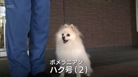宮崎県内初　ポメラニアンの警察犬が誕生|TBS NEWS DIG