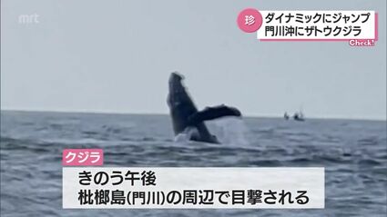 視聴者投稿】海面を勢いよく跳ねるクジラ 門川町の沖合での貴重な映像