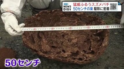 大きさ50センチの巣、約500匹のスズメバチが…ボランティアで駆除 作業