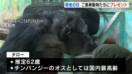 若いときはオラオラ系、丸くなった」国内最高齢のオスのチンパンジー