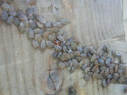 気づけば家の中に…お邪魔虫「カメムシ」正体と対策は？ | TBS NEWS DIG
