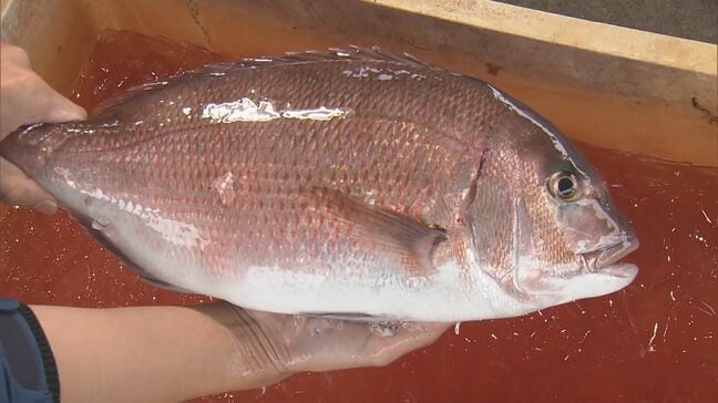 三重の海に異変 海水温上昇で伊勢エビの漁獲量減少し養殖タイは病気に…厳しい状況に漁師は｢違う商売考えないと｣  急がれる対策 |TBS NEWS DIG