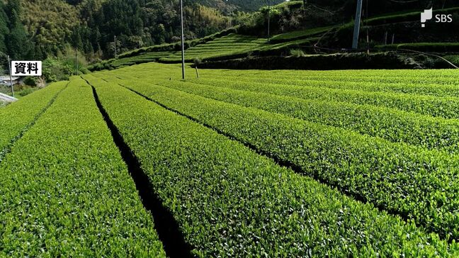 静岡県の茶の産出額2位に転落 鹿児島県に抜かれ⋯2位は2019年以来、2度目=2024年農林水産省統計|TBS NEWS DIG