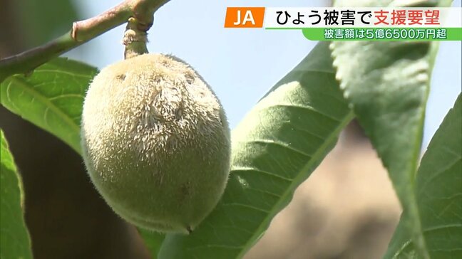 ひょう被害、モモなどで5億6500万円あまり　JAグループ福島が知事に支援要望　福島|TBS NEWS DIG