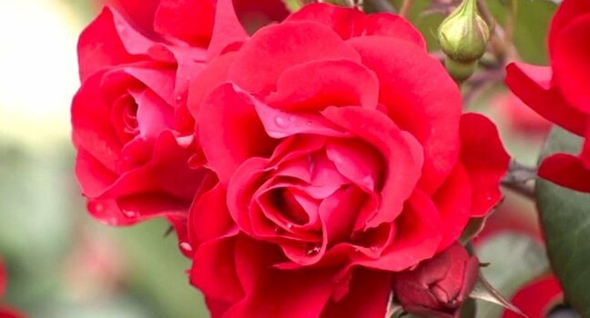 金沢市のバラ園で約1800株が鮮やかに咲き誇り人々を魅了! 中には「殿堂入り」のバラも 見頃は6月中旬まで|TBS NEWS DIG