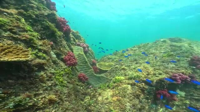 “グルクン”などこれまであまり見かけなかった魚も増加 三重の海に広がるサンゴ|TBS NEWS DIG