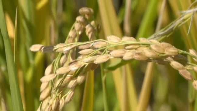 低コストでコメを増産 ”長すぎる夏”を逆手に取った「再生二期作」九州中心に導入進む 同じ水田で例年の1.4倍を収穫|TBS NEWS DIG