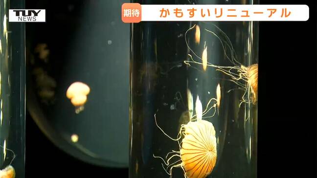 「想像以上のものができた」クラゲ世界一の加茂水族館がリニューアル！展示数は約100種類に（山形）|TBS NEWS DIG
