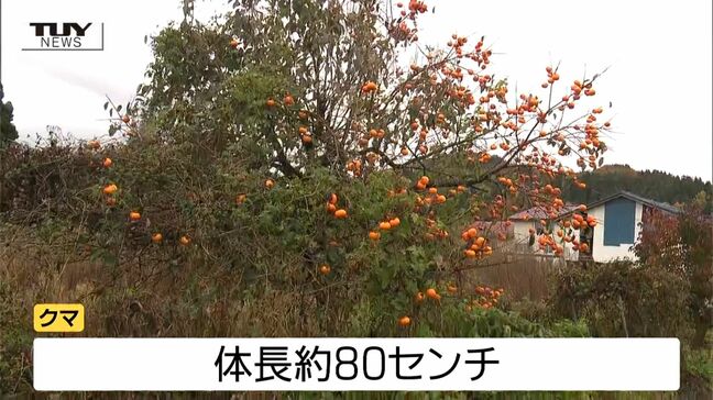 【動画】自宅近くでクマに襲われ顔から出血...突然クマが柿の木の下のヤブから現れる 75歳男性がケガ(山形) |TBS NEWS DIG