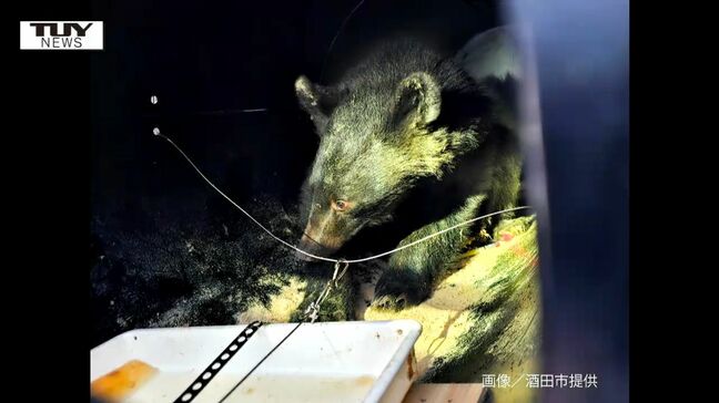【動画】約1週間がたちようやく捕獲...酒田市の寺の床下クマ　山に放される　けさ麻酔をかけ搬出（山形）|TBS NEWS DIG