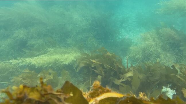 楽しいはずの旅行が”違法行為”に…「うっかり密漁」とは？|TBS NEWS DIG