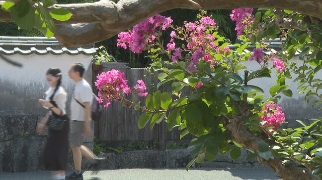 樹齢100年超 城下町を彩る夏の花“サルスベリ” 漢字では“百日紅” 山口・萩|TBS NEWS DIG