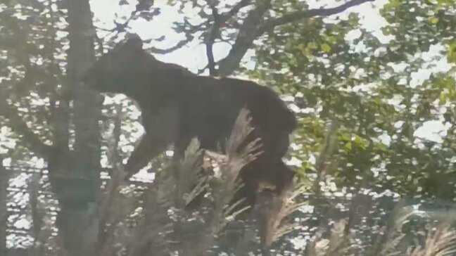 【ヒグマ目撃】「すげえ…」北海道・国道453号線の柵の上を歩くヒグマ　5メートル先にいた！通勤途中の教員が車内から撮影|TBS NEWS DIG