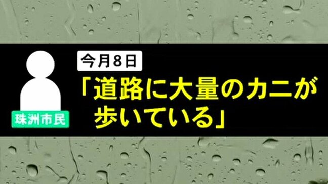 「道路に大量のカニが歩いている」奥能登でカニが大量発生?震災を乗り越え、命をつなぐ“アカテガニ”の神秘的な姿|TBS NEWS DIG
