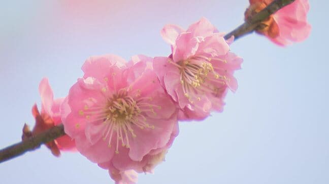 長野市信州新町で「ろうかく梅園花まつり」ウメはちょうど見ごろに|TBS NEWS DIG
