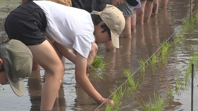 「めっちゃ楽しい プロになった気分」田植え 児童およそ70人が体験 1500株の苗を植える 山梨|TBS NEWS DIG