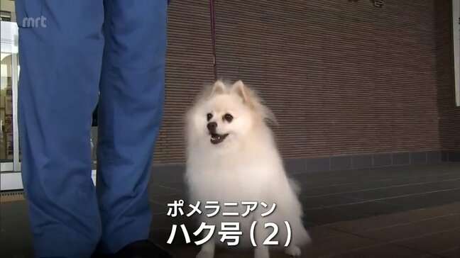 宮崎県内初　ポメラニアンの警察犬が誕生|TBS NEWS DIG