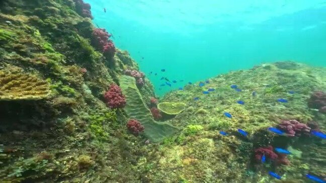 “グルクン”などこれまであまり見かけなかった魚も増加 三重の海に広がるサンゴ|TBS NEWS DIG