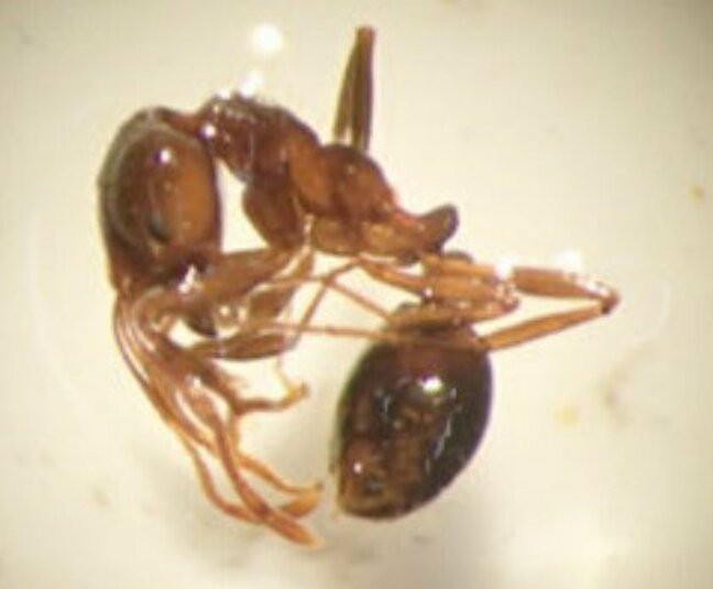 猛毒の特定外来生物「ヒアリ」富山で初めて確認　射水市の港湾施設で1000匹以上見つかる　環境省が緊急防除|TBS NEWS DIG