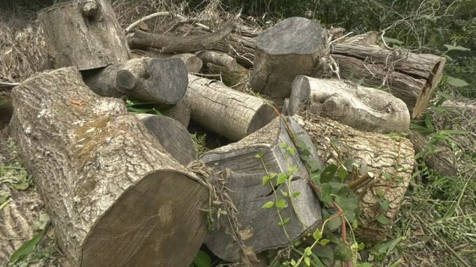 無償配布へ…最強の城「米子城跡」で置かれたままの伐採樹木　搬出へ作業開始　|　BSSニュース | BSS山陰放送