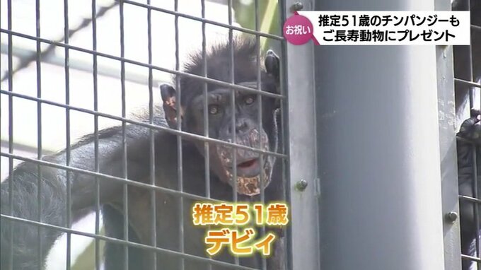 敬老の日　推定51歳のおばあちゃんチンパンジーに長寿お祝いプレゼント|TBS NEWS DIG