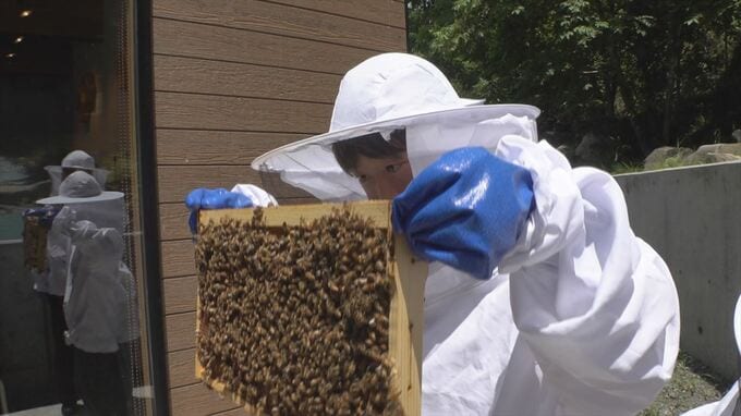 親子でミツバチの養蜂体験　1つの巣箱で年間にとれるハチミツの量は？　養蜂家から学ぶ　山梨・昇仙峡　|　山梨のニュース | ＵＴＹテレビ山梨
