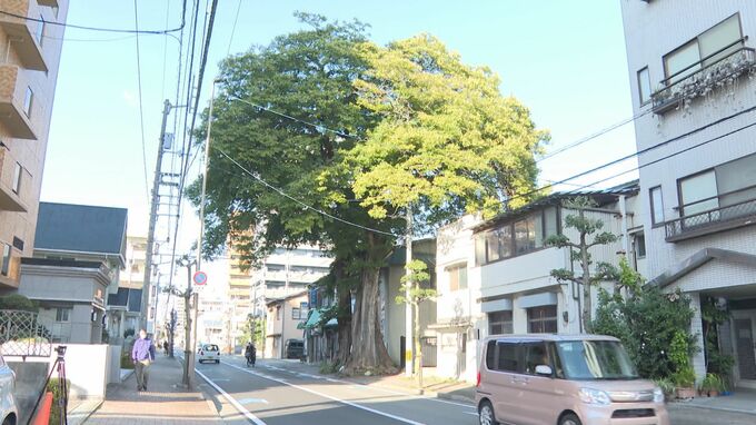 「自転車の時は通れない」歩道を完全にふさぐ2本の大木　最近はゴミ捨て場になっているが…なぜ撤去されない？木が語り継ぐ“戦争と復興の歴史”|TBS NEWS DIG