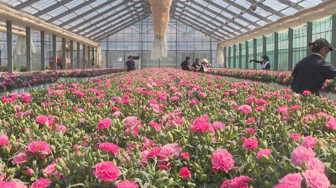 あさっては「母の日」カーネーションの出荷進む　|　山口のニュース・天気・防災｜tys NEWS｜ｔｙｓテレビ山口