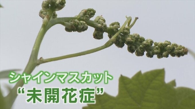 シャインマスカットに異変　花が咲かない原因不明の「未開花症」　国などが調査へ　|　山梨のニュース | ＵＴＹテレビ山梨