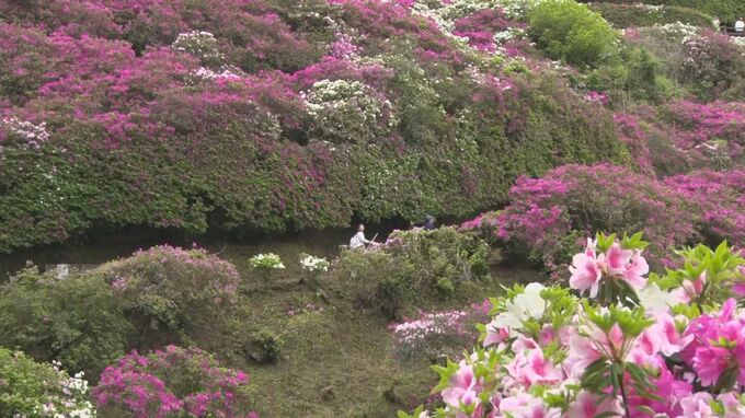 新緑とピンクに包まれた「つつじの花道」見ごろを迎えたツツジ「三隅公園」 | BSSニュース | BSS山陰放送