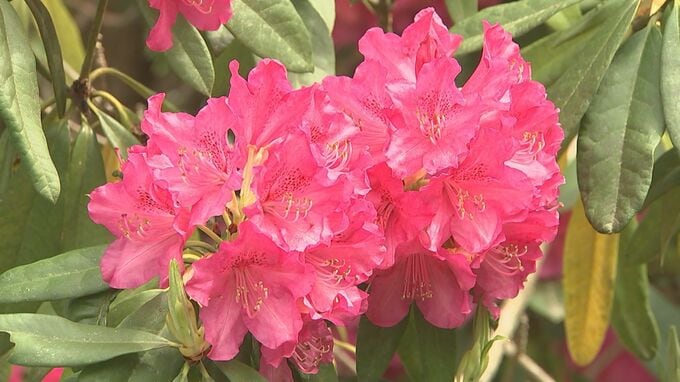 例年より開花が早まる　恒例の「しゃくなげ祭り」　ヒルゼン高原センターで開催|TBS NEWS DIG