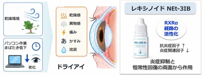 乾燥ストレスによる「ドライアイ」に新たな治療可能性　レキシノイド化合物NEt-3IBが炎症を抑え眼表面の恒常性を回復【岡山大学など】　|　岡山・香川のニュース | 天気 | RSK山陽放送