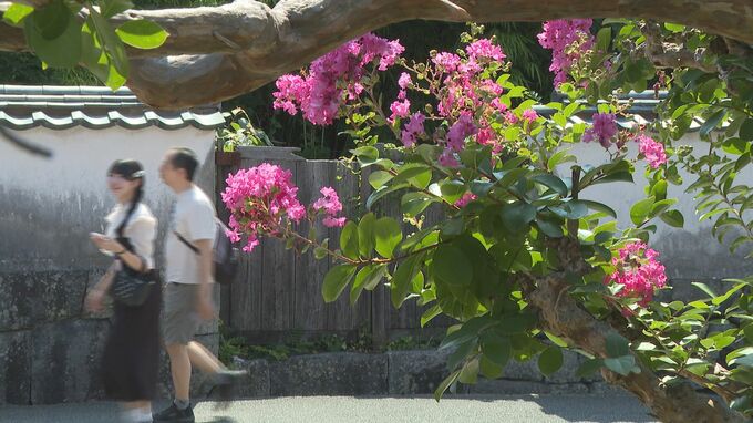 樹齢100年超　城下町を彩る夏の花“サルスベリ”　漢字では“百日紅”　山口・萩|TBS NEWS DIG