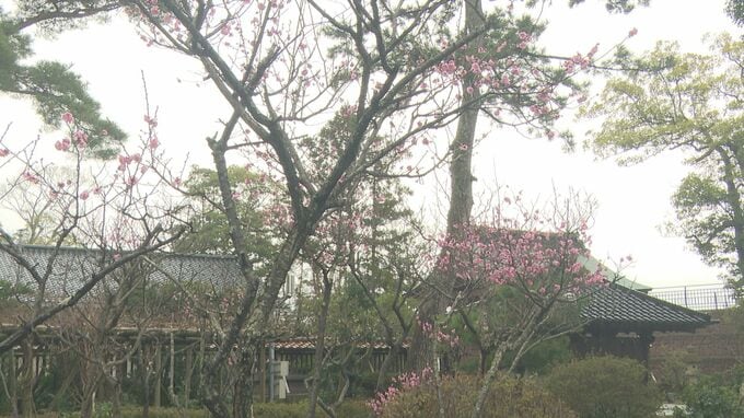 「学問の神様まつる」小松天満宮の梅 咲き始める　|　石川県のニュース｜MRO北陸放送