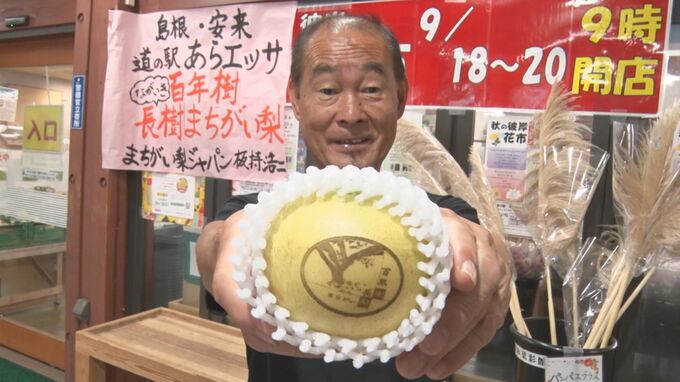 「百年樹　長樹まちがい梨」販売開始　島根県安来市|TBS NEWS DIG