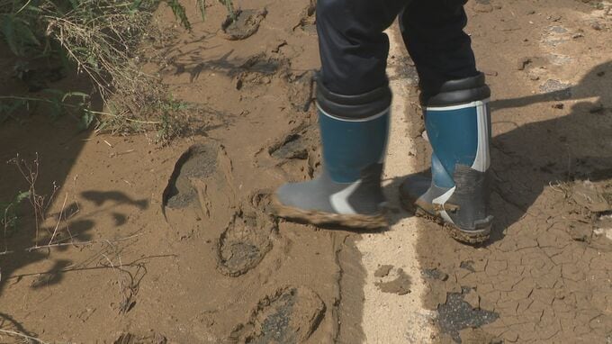 記録的豪雨で堤防2か所が決壊 豪雨から4日後も続く排水作業と農家への打撃|TBS NEWS DIG