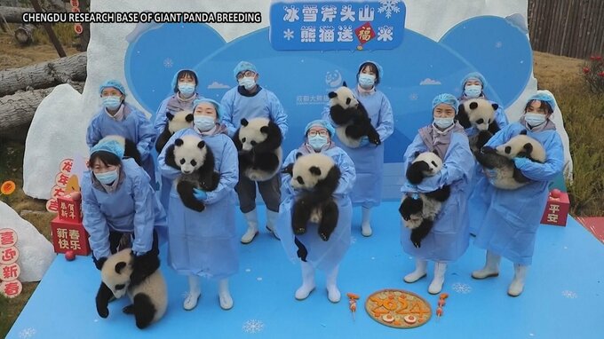 中国・四川省で赤ちゃんパンダを一挙にお披露目