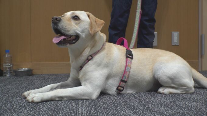 初手柄わんこはデビュー3年目「これを目標に朝練していた」行方不明の高齢女性の発見に貢献！警察署で感謝状の贈呈式　|　石川県のニュース｜MRO北陸放送