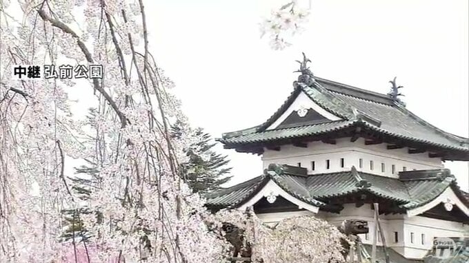 ついに『満開』発表！　全国有数のサクラの名所『弘前公園』　枝いっぱいに零れ落ちそうなほどの桜の花　サクラ×天守　|　青森のニュース│ATV NEWS│青森テレビ