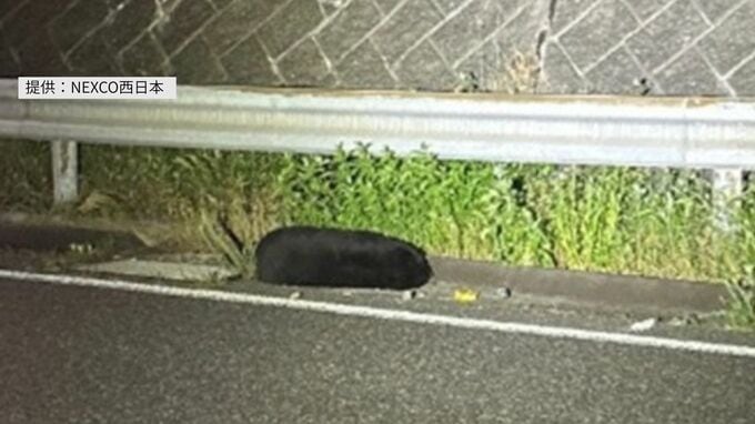 「クマとぶつかった」高速道路上で横たわるクマ　山陽自動車道で車とクマがぶつかる事故　運転手にけがはなし　広島|TBS NEWS DIG