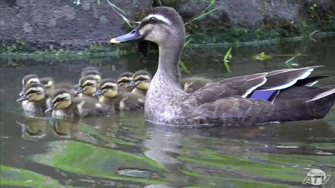 フワフワの毛におおわれた愛くるしい「カルガモ」のヒナたち　親ガモにぴったりくっついて一生懸命泳ぐ　青森県弘前市|TBS NEWS DIG