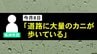 「道路に大量のカニが歩いている」奥能登でカニが大量発生？震災を乗り越え、命をつなぐ“アカテガニ”の神秘的な姿　|　石川県のニュース｜MRO北陸放送