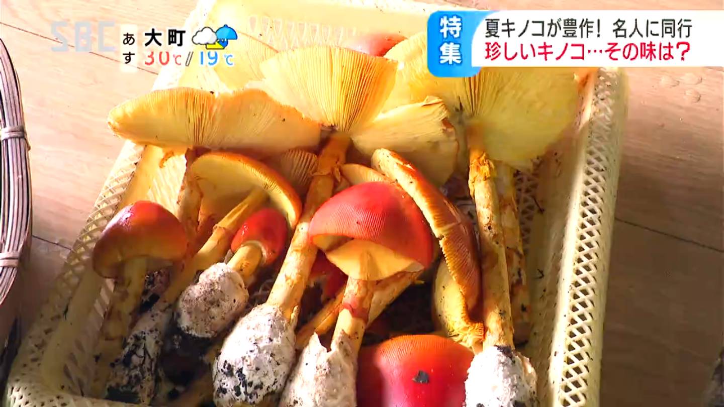 チチタケ　信州産　ふーこ様 卵みたいな「タマゴダケ」や乳のような白い液が出る「チチタケ」も 秋