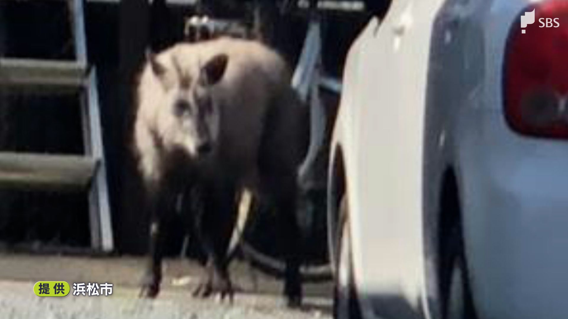 シカにカモシカ…市街地で野生動物の目撃相次ぐ なぜいま？遭遇時のNG行為とは？ | TBS NEWS DIG