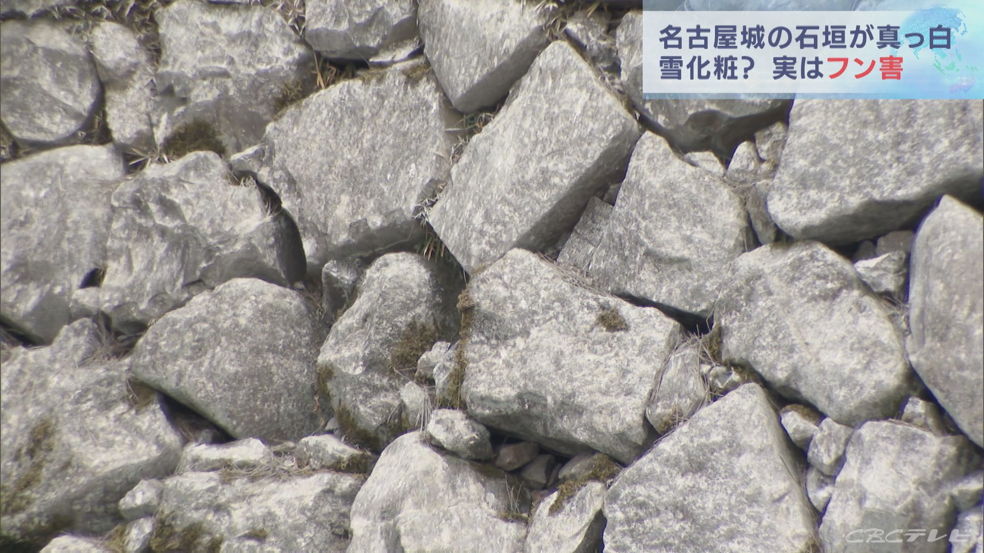 雪？　霜？　いいえ！　鳥のふんで名古屋城の石垣が真っ白に　「当面は様子を見守るしか」と関係者は困惑