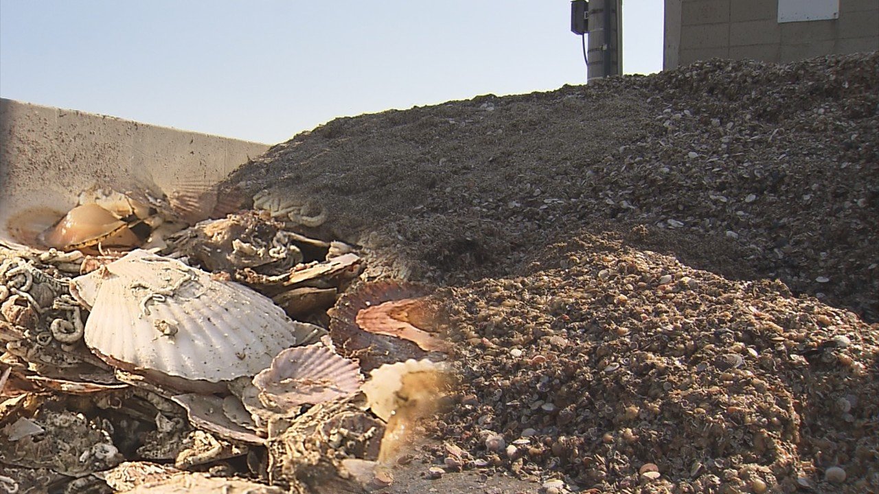 死貝の山”大量に積み上げられた死んだホタテ 5日で約12トン廃棄の漁協