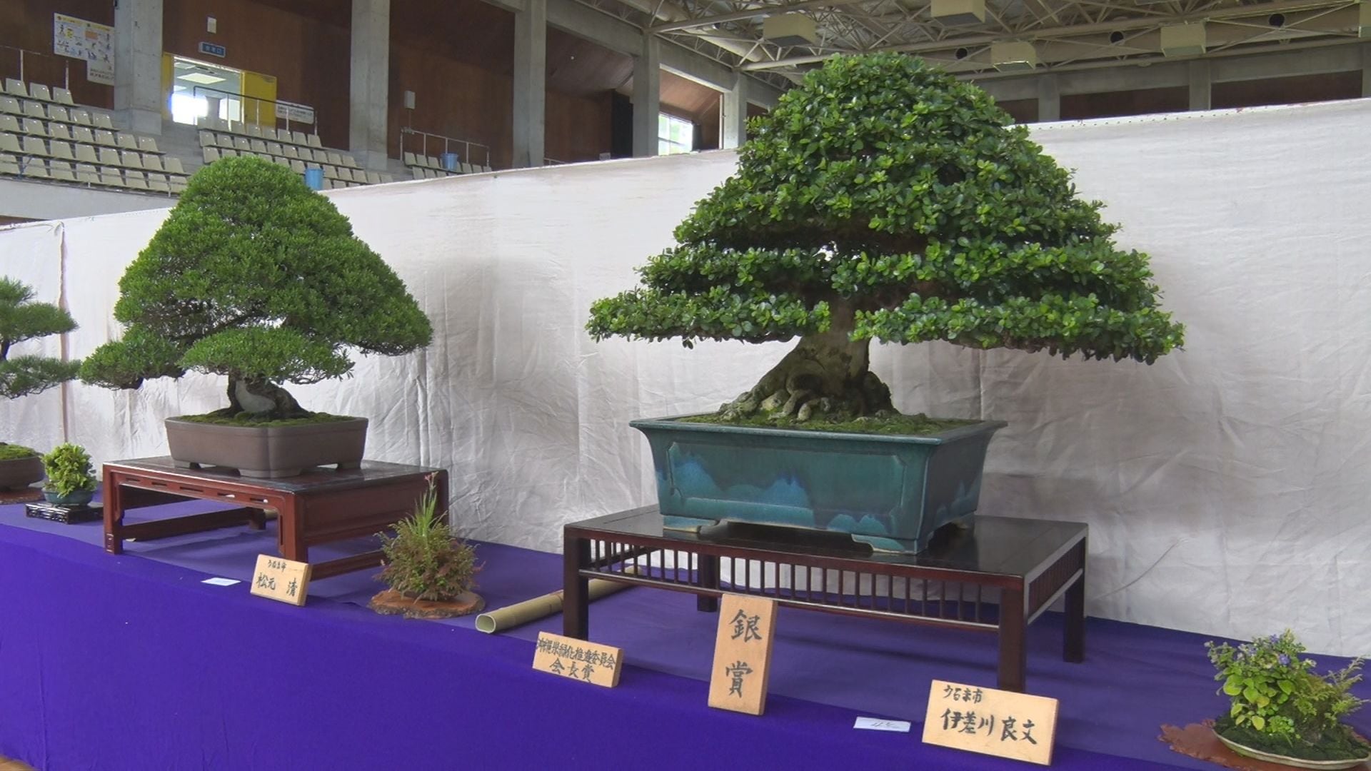 風情漂う緑の芸術 「全沖縄盆栽展」 愛好家の力作が勢ぞろい | 沖縄の